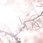 大人の桜デート決定版!記念日におすすめの東京厳選お花見スポット