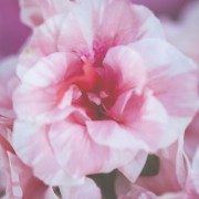 アザレアの花言葉って?母の日に気の利いたギフトを贈ろう【世界のアニバーサリー】