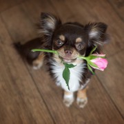 犬好きな母へのプレゼント。母の日に贈りたい「ワン!」ダフルな贈り物9選