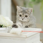 猫好きな母へ贈る猫グッズ。母の日には、ニャンだかハッピーなプレゼントを