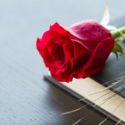 【世界のアニバーサリー】4月23日はサン・ジョルディの日!薔薇と本を大切な人へ