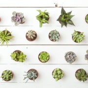 育てて飾る、植物のプレゼント。ナチュラル派の女性に贈りたいギフトまとめ